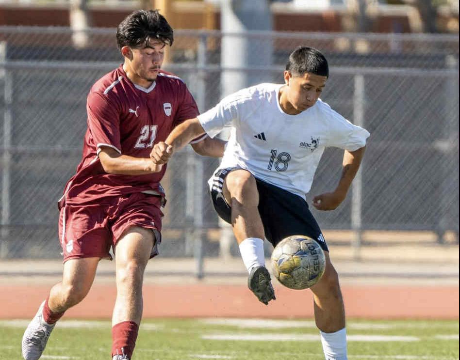 Pack Snaps Skid, Tame Coyotes